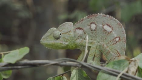 chameleon furcifer oustaleti performing small motions on a twig in madagascar, rolling eyes facing camera, medium shot during day, typical posture with hump, skin color green-brown mottled pattern