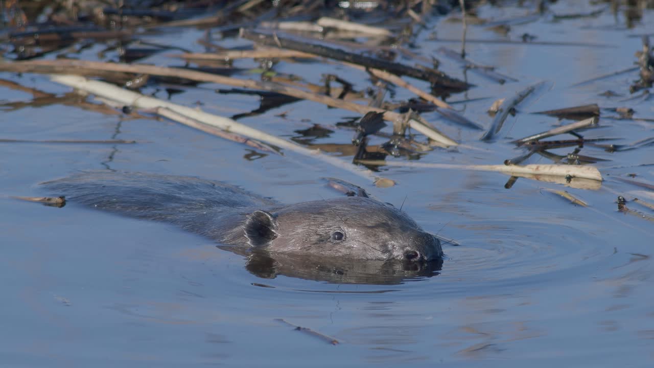 야생 비버 가 호수 에서 수영 하고 스플래시 를 하고 있다