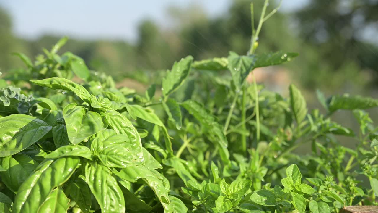 albahaca natural orgánica verde fresca y saludable que crece bajo un clima cálido y soleado en una granja de jardín fuera de la red