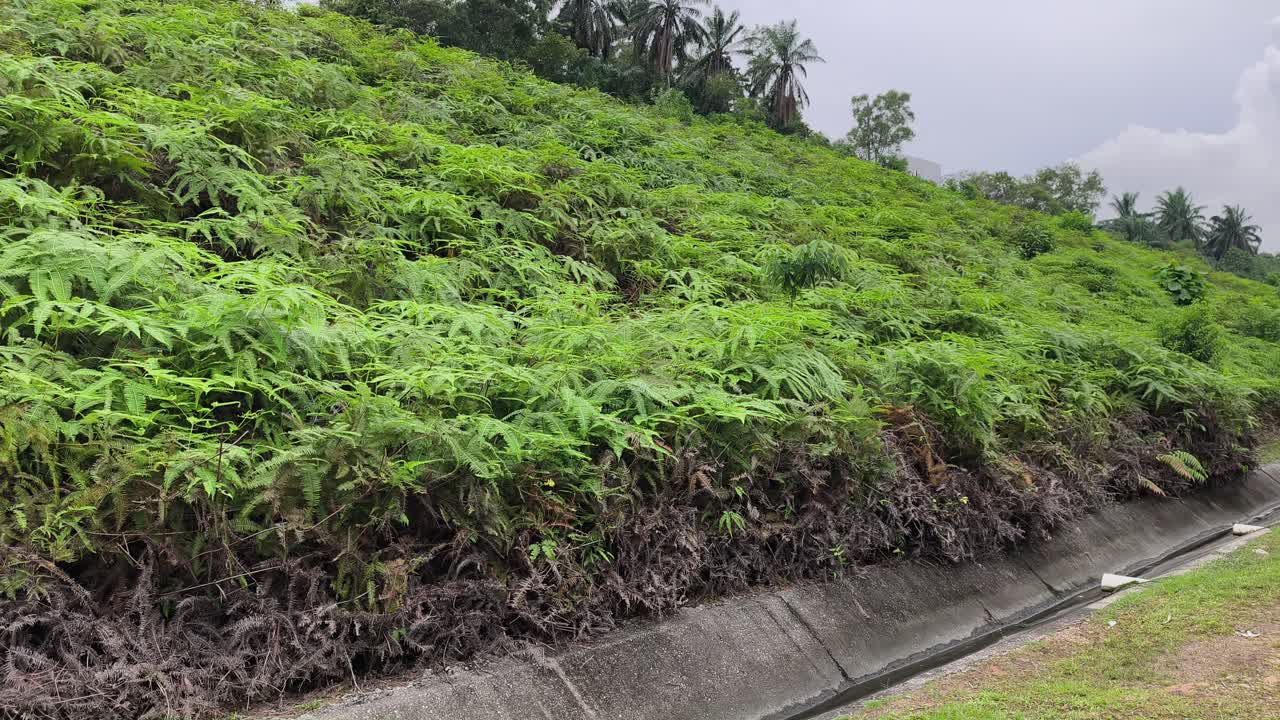 Lush ferns provide a natural shield against soil erosion. This cost-effective method uses dense, fast-growing foliage to stabilize slopes. Their tightly packed roots offer sustainable protection