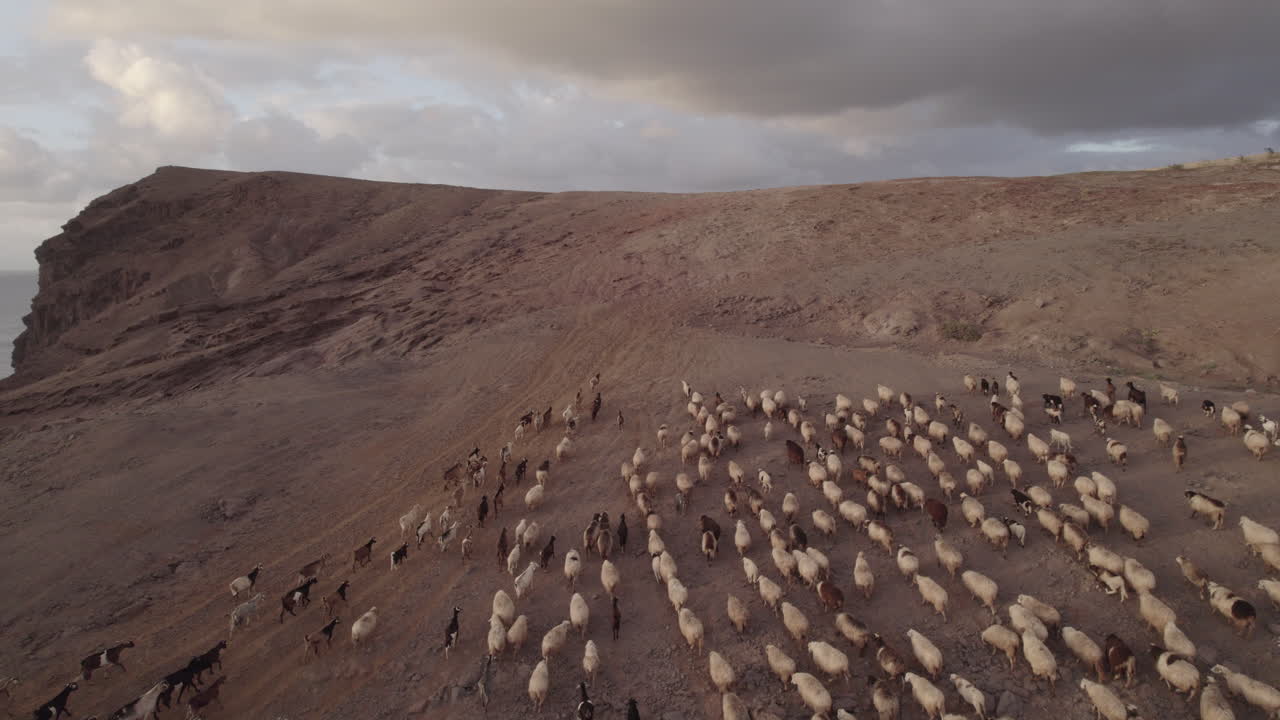 fantástica toma aérea siguiendo de cerca un rebaño de ovejas y cabras durante la puesta de sol, en el municipio de galdar en la isla de gran canaria, roque partido