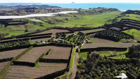 mountain landscape with flowing green hills and kiwifruit orchard, waiotahe, aerial