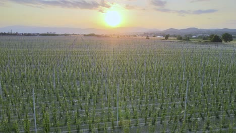 Hops-Field-From-Above-At-Sunset