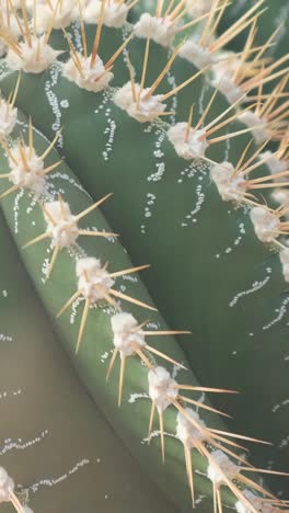 closeup of a green cactus with large needles in a botanical garden plants are common in deserts closeup of a green cactus with large needles in a botanical garden plants are common in deserts