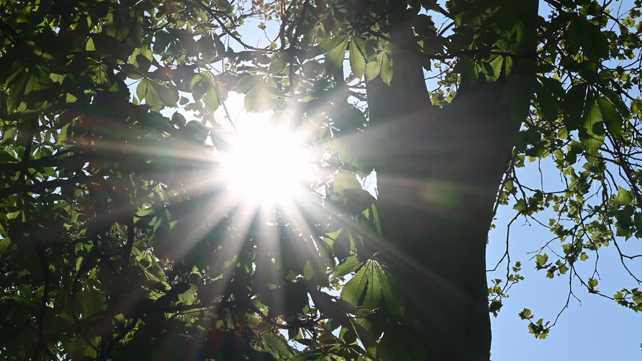Bright sun rays shining through green leaves in a forest, creating a natural lens flare