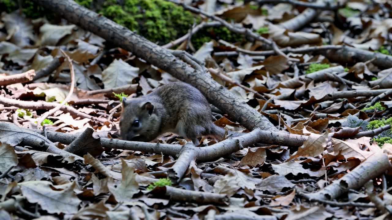 Low-angle video still of a small rodent navigating a forest floor, surrounded by fallen leaves
