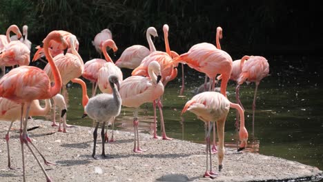 A Flock of Pink Flamingos Stands Gracefully By a Tranquil Lake. Experience the serene beauty of nature with a flock of flamingos standing by a tranquil lake, their pink plumage contrasting with the peaceful water