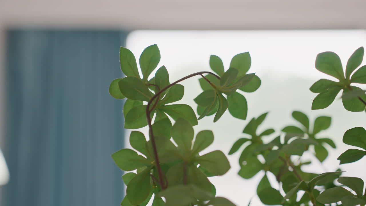 ホテルの窓辺のカーテンのそばにある観葉植物。柔らかな日差しに透ける瑞々しい緑の葉、浅い被写界深度。青いドレープを背景に、モダンなスイートの装飾と、スタッフが手入れする植物のアクセント。