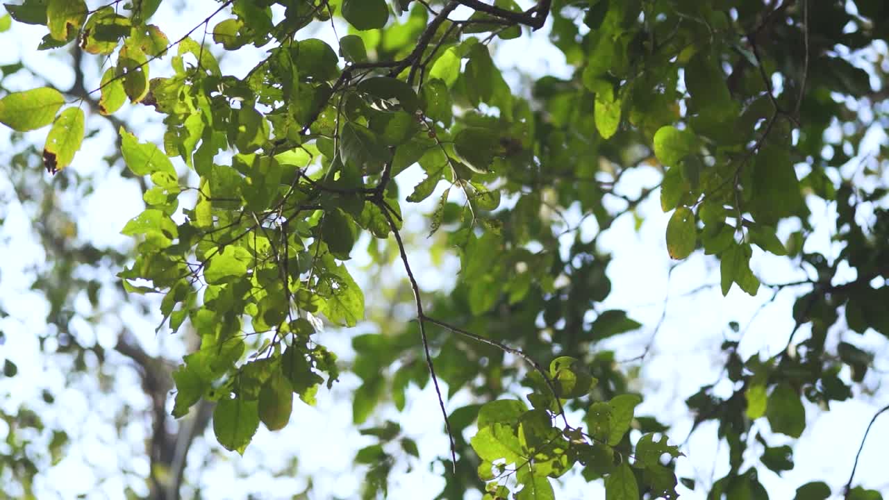 숲과 푸른 하늘의 보케가 흐릿한 배경을 가진 나뭇잎의 슬로우 모션 시네마틱 b 롤