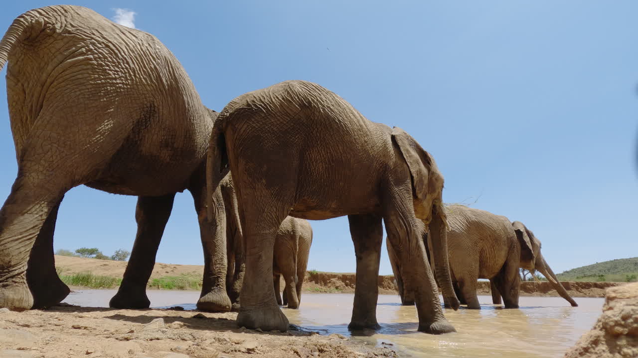 Su içen bir Afrika savan filleri sürüsü.
