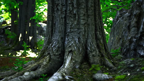 Explore the ancient roots of a majestic tree in a lush green forest