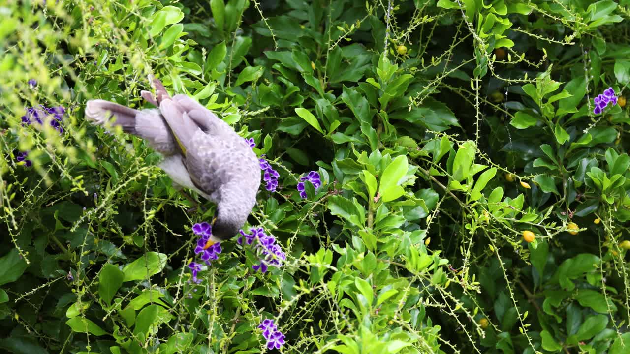 새는 10초 이상 꽃과 상호 작용합니다.