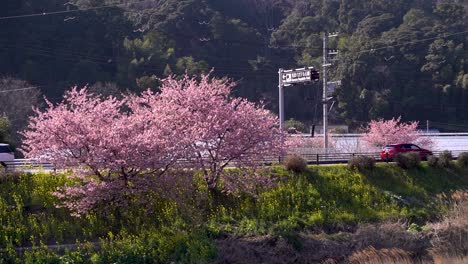 beautiful sakura trees growing on slope with traffic passing in background