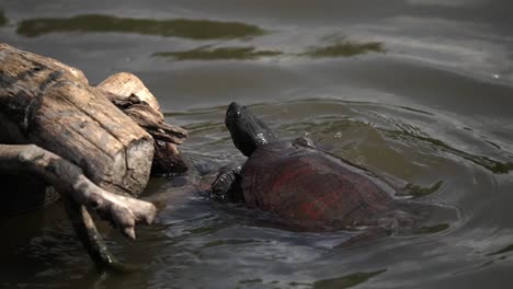 painted turtle slowly crawls and breaches through water surface grasping onto log to bask in sun, slow motion