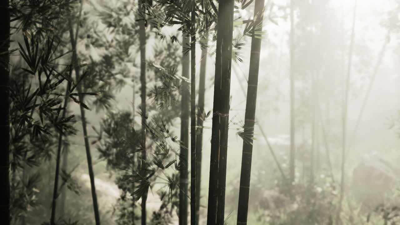 un bosque de bambú brumoso con rayos de sol brillando a través de las hojas