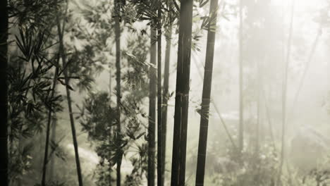 a misty bamboo forest with sun rays shining through the leaves