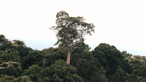 Ein-Riesiger-Und-Hoher-Baum-Oben-Auf-Dem-Hügel