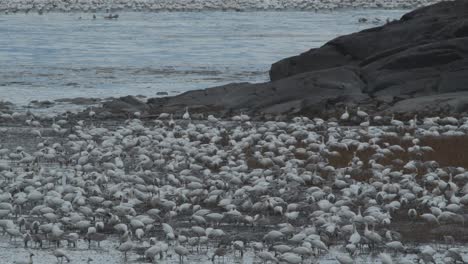 Foraging-white-snow-geese-take-off-from-river-marsh-during-migration,-telephoto