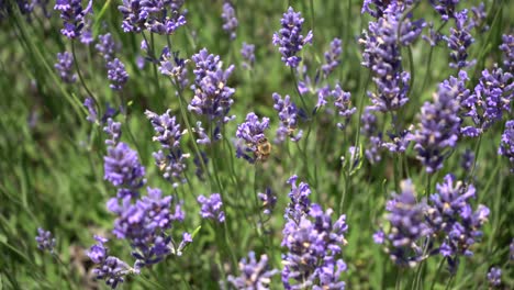 abeja de miel silvestre polinizando en la planta de flores de lavanda utilizada para aromaterapia