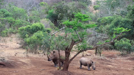 a mother and her juvenile white rhinoceros are cautious of predators