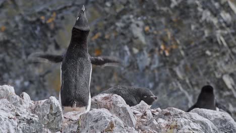 Antartica-Adelie-Pinguin-Ruft-Von-Felsen