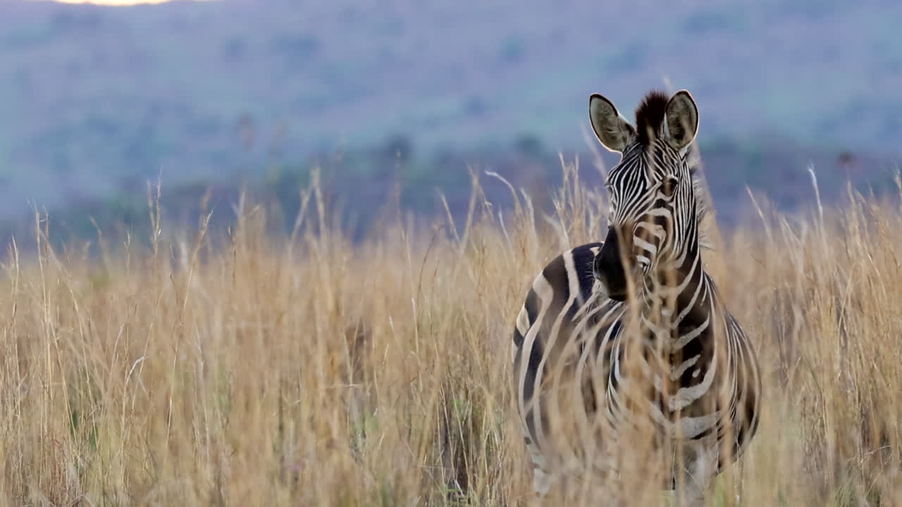 Cautious Burchell's Zebra in tall grass stares intently in certain direction
