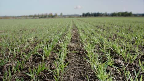 young grains growing on field