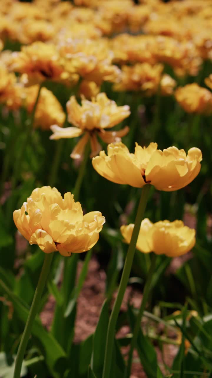Golden tulips glow in sunlight. Soft focus blurs distant blooms. Vibrant petals sway gently. Green stems rise from earth. No people appear in scene. Perfect for spring garden or floral design