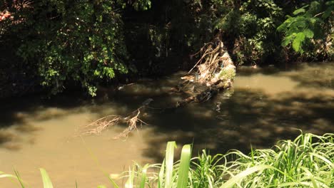 Rio-de-Janeiro-destroyed-riverbank-with-non-biodegradable-garbage-and-affected-greenery-due-to-inundation-and-flooding