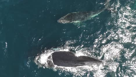 stunning aerial video of adult humpback whale and playful belly-up calf swimming near sydney coastline – bright sunny day, top-down tracking shot of marine life in australia.