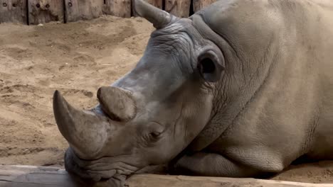 Nahaufnahme-Des-Porträts-Eines-Müden-Nashorns,-Das-Tagsüber-Auf-Dem-Sandigen-Gelände-Des-Zoos-Ruht,-Zeitlupe