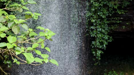 Camera slowly pans across vibrant green foliage and cascading waterfall in a rainforest setting, with soft natural daylight and tranquil atmosphere