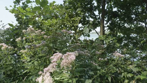 Natur-Am-Wdzydze-See-In-Polen