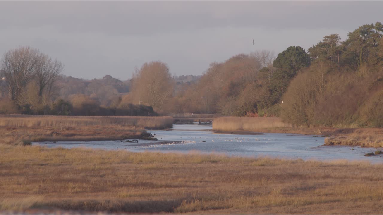 estuario del río que desemboca en el mar, rodeado de frondosos árboles