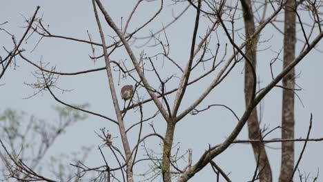 alone while perching on a bare tree, the egret covidae can be seen preening to clean up its white feathers and to get some mites or insects that may have been attached to it