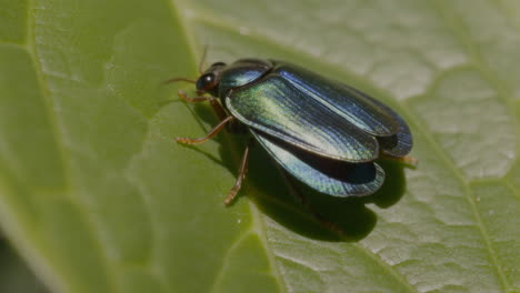 metallic beetle on a green leaf