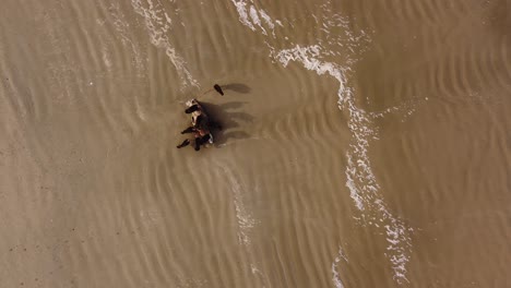 una toma aérea dinámica de buitres carroñeros comiendo el cuerpo de un animal muerto en la orilla del mar