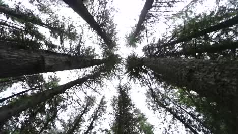 Agregue-Una-Majestuosa-Toma-En-Cámara-Lenta-A-Su-Escena-De-La-Naturaleza