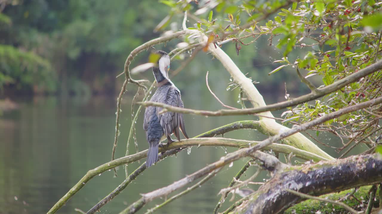 A Pied Shag grooming itself on a branch over a calm lake and stretching it's wings