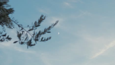 Olivenbaum-Gegen-Himmel-Abenddämmerung-Rack-Fokus-Mond