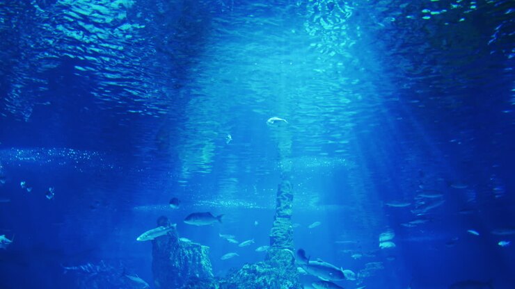 viele meeresfische schwimmen in den sonnenstrahlen 1