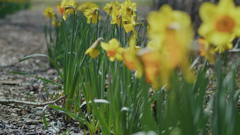 daffodils sprouting from the ground with the ocean in the distance