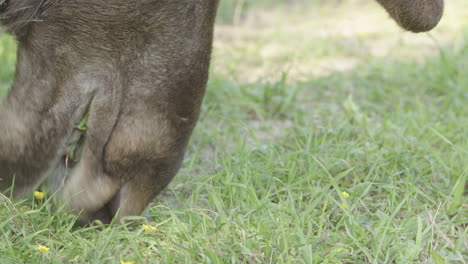 moose feasting use muzzle to grasp succulent grass in meadow , closeup view