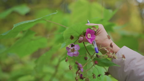 botanist gently examining vivid purple flower cluster with fingers while surrounded by lush forest greenery during field study, focusing on delicate bloom and natural textures