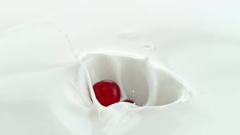 las cerezas caen en la leche cremosa haciendo salpicaduras giratorias en macro y cámara lenta