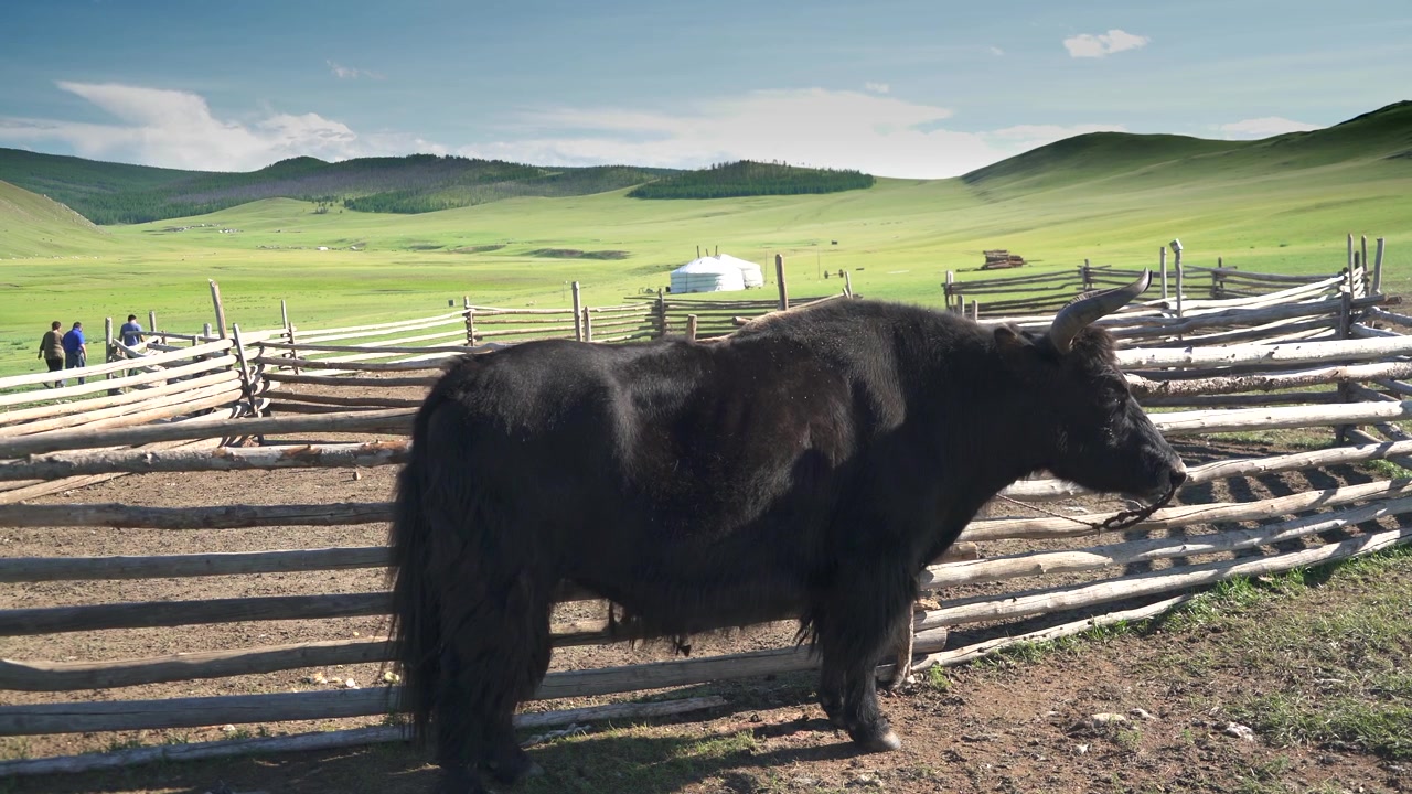 Sort yakokse står i en træindhegning på den mongolske steppe