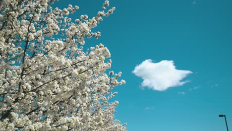 Tree-blooming-white-during-the-spring