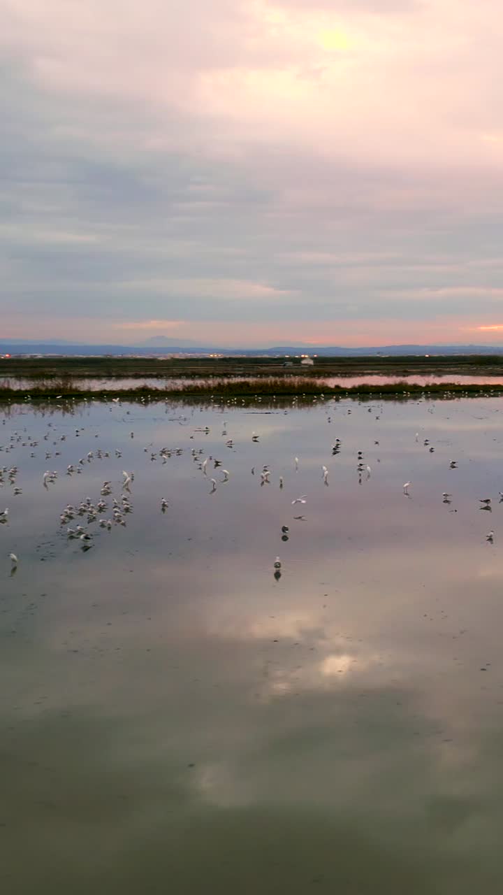 Birds at Sunset on a Calm Wetland