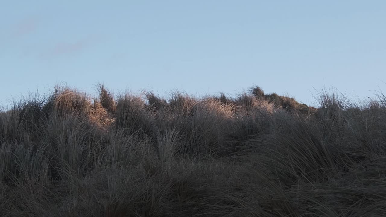 바람과 흔들리는 잔디와 함께 모래 언덕에 이른 아침 빛