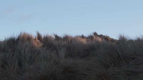 luz de la mañana temprano en una duna de arena con viento y hierba ondulante